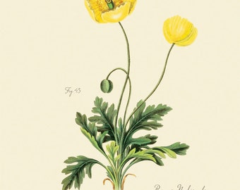 Vintage Botanical Flower Yellow Poppy "Papaver Croceum" Print 8x10 P178