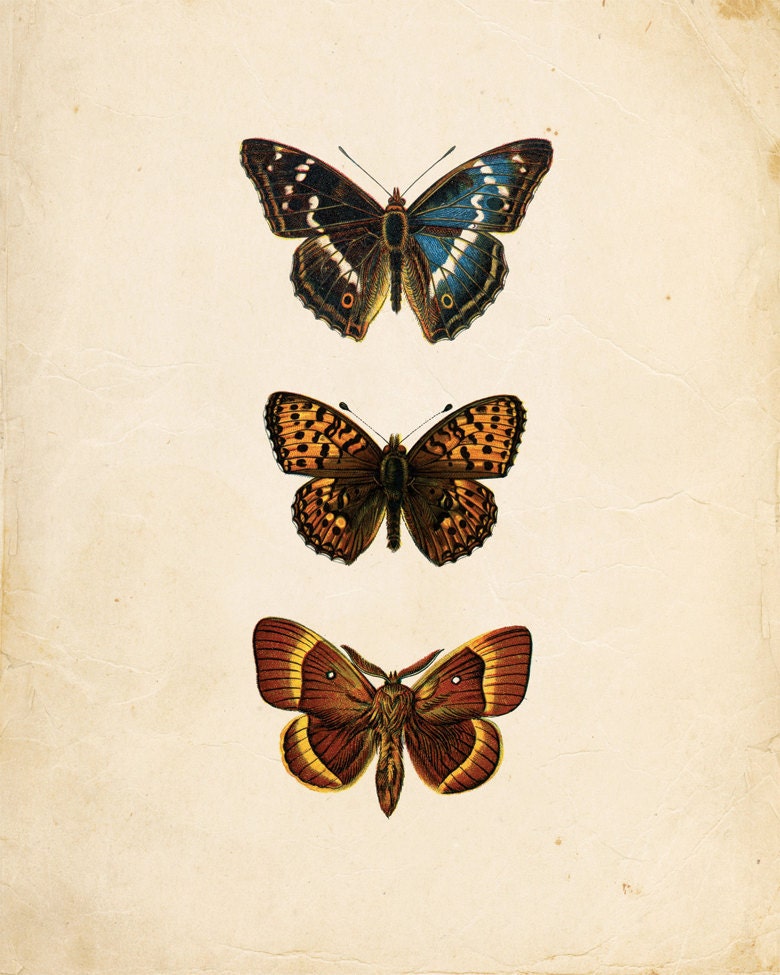 Vintage Butterflies on Antique Ephemera Print 8x10 P138