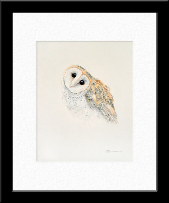 Barn Owl Original Pencil Drawing FRAMED by KEBookmanFineArt