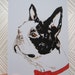 Boris the Boston Terrier- Postcard