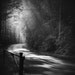 black and white photography, landscape, nature, 11 x 14 print