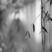 black and white photography, minimalist, silver, nature, landscape, BRIDGE AND WILLOW, 8 x 8 print