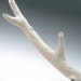 White branch with 2 knots & 2 side branches, faux bois