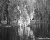 Willows in the Boston Public Gardens Reflection over Swan Pond, Black and White Photograph, tree, romantic