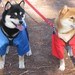 shibainugal
