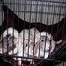 Large (15"x17") Double Layered Hammock, Pet Rats, Guinea Pigs, Ferrets, Rabbits, Chinchillas, Cats