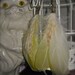 STUNNING 7" Long Banana Yellow Goose Satinettes & Rooster Grizzly Feather Earrings SALE