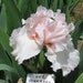Her Pinkness Bearded Iris