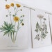 Bunting - upcycled from vintage Familiar Wild Flowers book - Botanical Prints - Home Decor - Green Decor