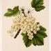 White Grape - Vintage Botanical Print - Book Plate - Suitable for Framing