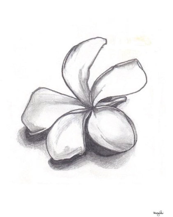 Items similar to POSTER SIZE 20x30 Single Plumeria Pencil Drawing Fine