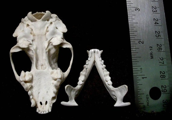 Striped Skunk Skull No. 4