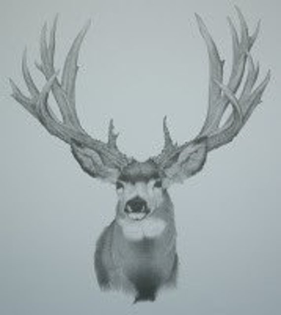Items similar to Mule Deer Pencil Sketch on Etsy