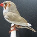 Brightly Coloured Finch Real Bird Taxidermy Mount