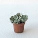 Tiny garden pot with echeveria - hens and chicks - for the garden in 24th, half inch scale.