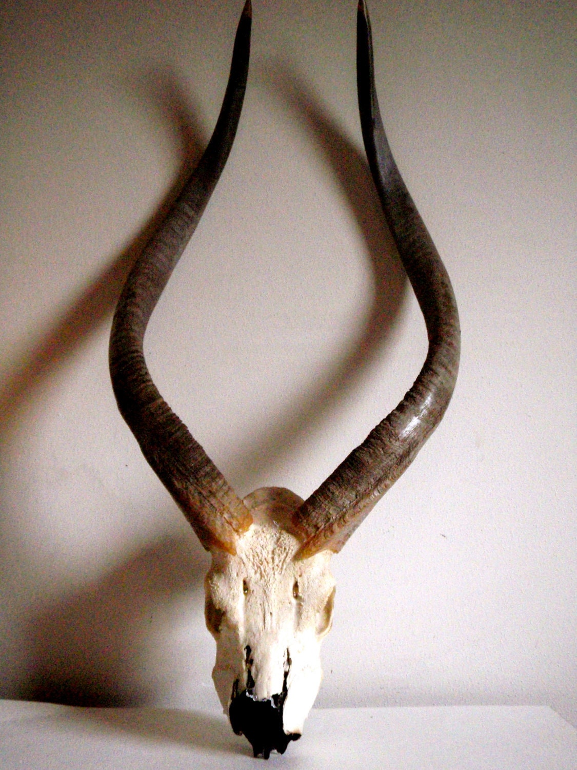South African Kudu Skull Horns