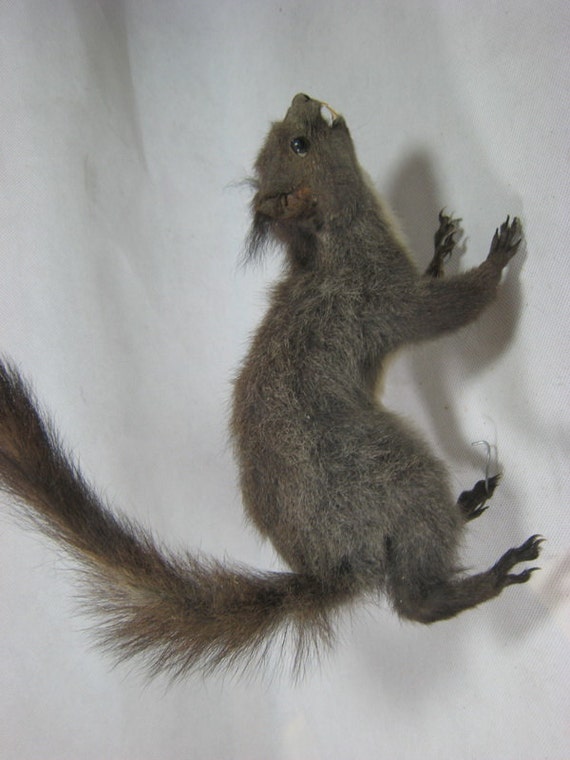 stuffed squirrel taxidermy for sale