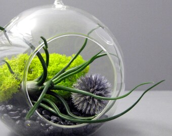 Bulbosa Echinops Air Plant Terrarium
