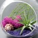 Fuchsia Purple Air Plant Terrarium