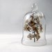 Glass Cloche