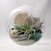 Silver Sea Terrarium - Extra Large Globe