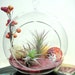 Pink Sand Tillandsia Terrarium