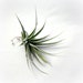 Medium Leonamiana x Stricta // Air Plant