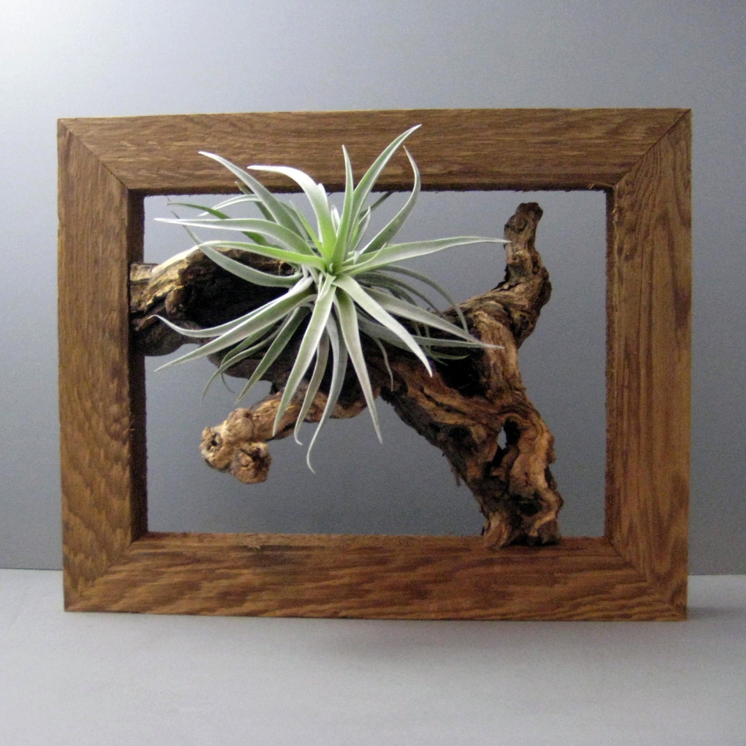 air plant frame air plant frame