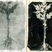 ooak Monotypes: pair of Botanical Silhouettes on Vintage Dictionary Sheets and Rice paper