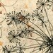 Dill weed solar plate etching on handmade paper