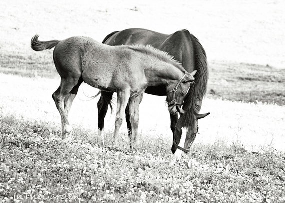 Items similar to Horse Baby and Mother Photograph 5x7 Equine Photograph ...