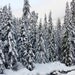 Winter Scenic Photo Art Print, Fine Art Photography. 8X10 print