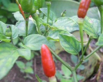 Thai chilli seeds,C. furtescens, heirloom seeds from our organic garden