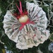 Angel Christmas Ornament Holly and Mistletoe Paper Ribbon Angel Christmas Ornament