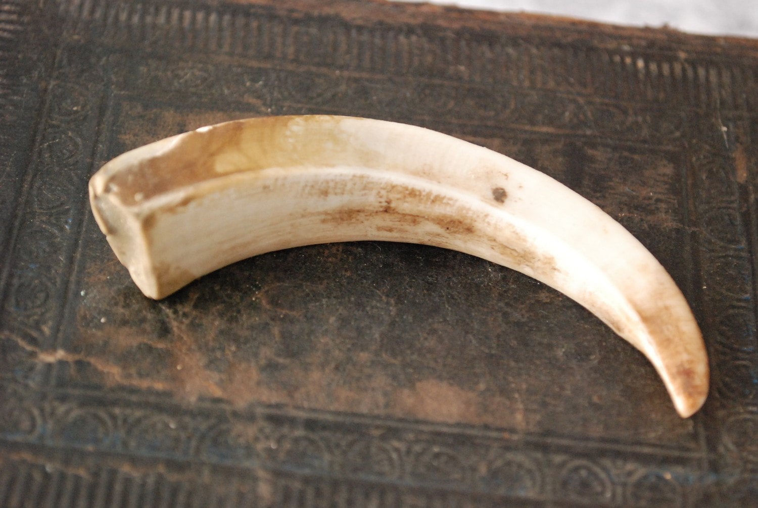 Genuine wild boar tusk tooth fang