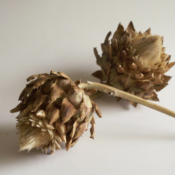 Small Dried Artichokes for decoration / floral arangements