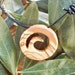 Olive Wood Maori style Koru spiral necklace a Symbol of Peace, Tranquility and Spirituality,