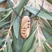 Olive Wood Maori style necklace, Hand carved Greek Olive wood by Eric Kempson