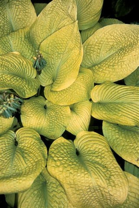 Hosta 'Rosedale Golden Goose' RARE RARE RARE