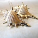Sea Shell Seashell Earrings Ocean Beach Sea BellinaCreations Bellina Creation