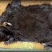 Large Rabbit Pelt - Deep chocolate brown - from Navajo Nation