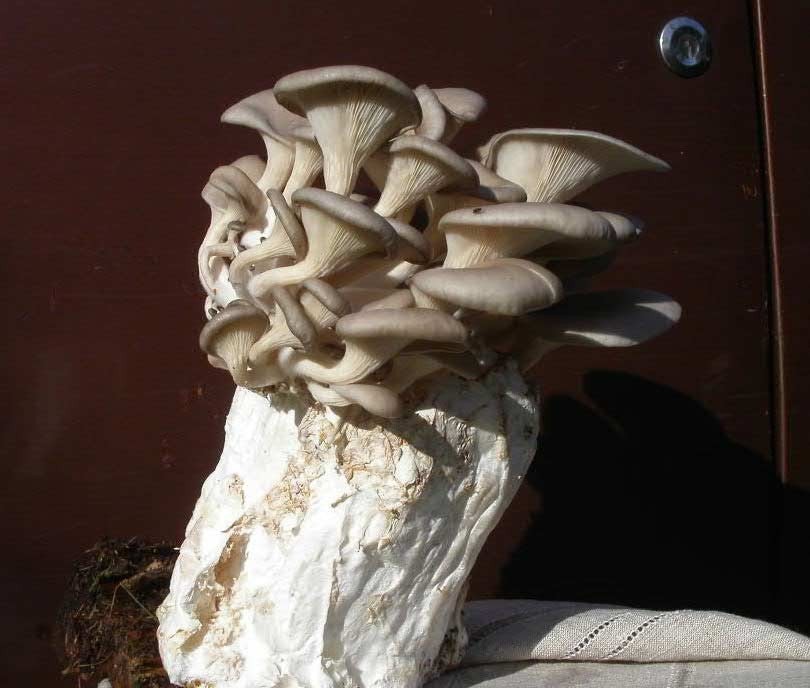 Inoculated Oyster Mushroom Toilet Paper Kit