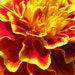 Fetching Frenchman Marigolds