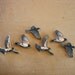 Set of 6 Robin Birds Woodcut Sculpture Prints