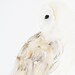 Barn Owl - Original Woodland Creature Watercolor Painting