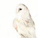 Owl Painting - Original Watercolor
