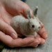 Needle Felted Bunny Rabbit Oatmeal Miniature