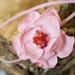 baby headband, pink newborn headband, children perl headband, pink flower on skinny elastic - ALL Size