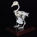Real pigeon skeletons