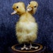 taxidermy of 2 head freak duckling made by 2 ducklings